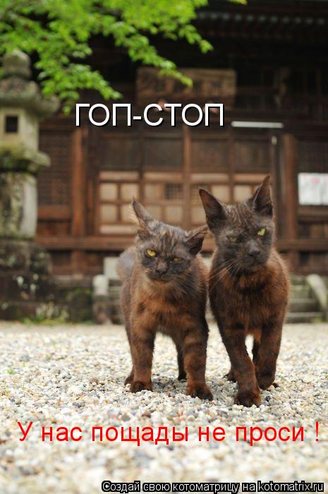 ГОП-СТОП У нас пощады не проси !... Котоматрица: ГОП-СТОП У нас пощады не проси !