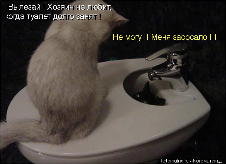 Вылезай ! Хозяин не любит, когда туалет долго занят ! Не могу !! Меня засосало !!!... Котоматрица: Вылезай ! Хозяин не любит, когда туалет долго занят ! Не могу !! Меня засосало !!!