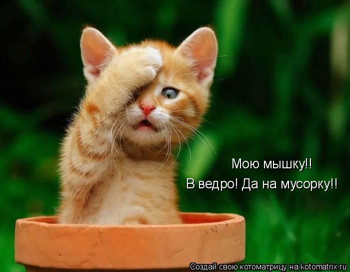 Мою мышку!! В ведро! Да на мусорку!!... Котоматрица: Мою мышку!! В ведро! Да на мусорку!!
