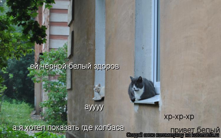ей,черной белый здоров ауууу хр-хр-хр а я хотел показать где колбаса привет белый... Котоматрица: ей,черной белый здоров ауууу хр-хр-хр а я хотел показать где колбаса привет белый