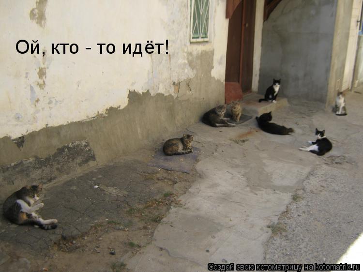 Ой, кто - то идёт!... Котоматрица: Ой, кто - то идёт!