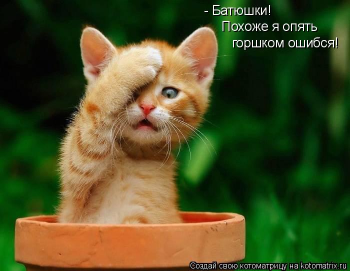 - Батюшки! Похоже я опять горшком ошибся!... Котоматрица: - Батюшки! Похоже я опять горшком ошибся!