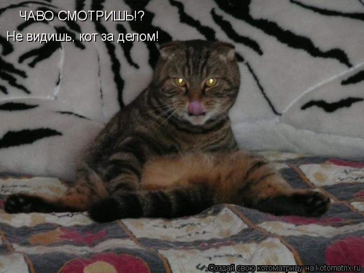 ЧАВО СМОТРИШЬ!? Не видишь, кот за делом!... Котоматрица: ЧАВО СМОТРИШЬ!? Не видишь, кот за делом!