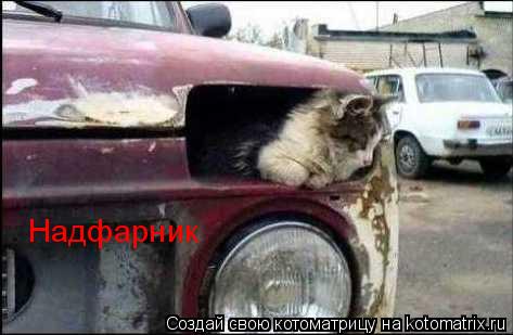 Надфарник... Котоматрица: Надфарник
