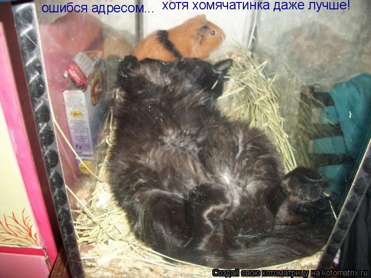ошибся адресом... хотя хомячатинка даже лучше!... Котоматрица: ошибся адресом... хотя хомячатинка даже лучше!