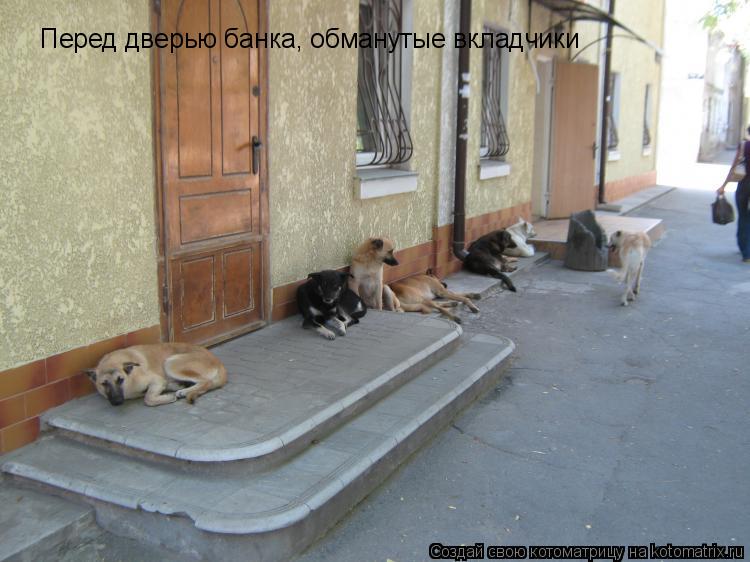 Перед дверью банка, обманутые вкладчики... Котоматрица: Перед дверью банка, обманутые вкладчики