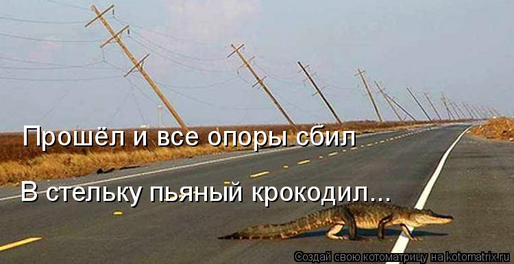 Прошёл и все опоры сбил В стельку пьяный крокодил...... Котоматрица: Прошёл и все опоры сбил В стельку пьяный крокодил...