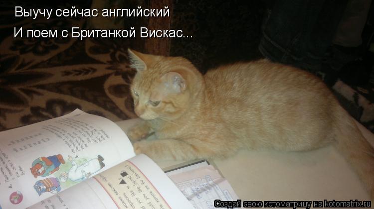 Выучу сейчас английский И поем с Британкой Вискас...... Котоматрица: Выучу сейчас английский И поем с Британкой Вискас...