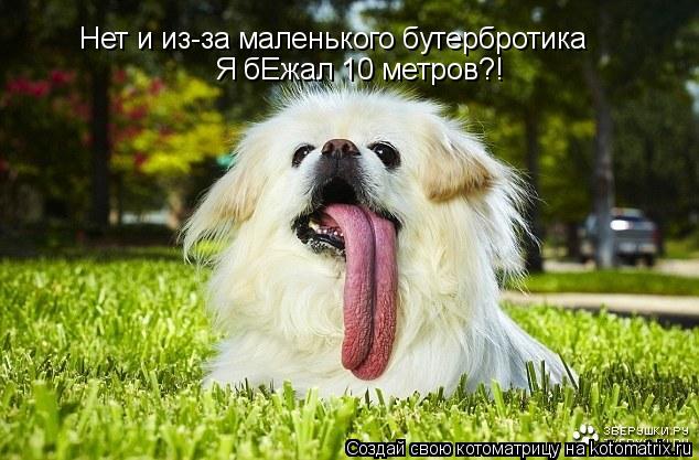 Нет и из-за маленького бутербротика Я бЕжал 10 метров?!... Котоматрица: Нет и из-за маленького бутербротика Я бЕжал 10 метров?!