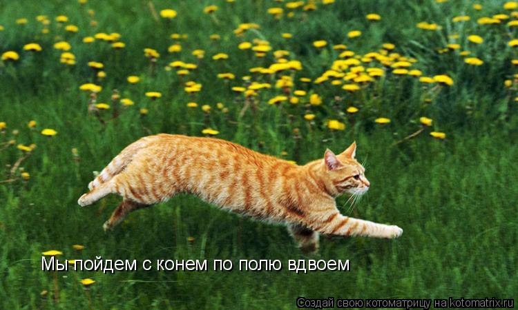 Мы пойдем с конем по полю вдвоем... Котоматрица: Мы пойдем с конем по полю вдвоем
