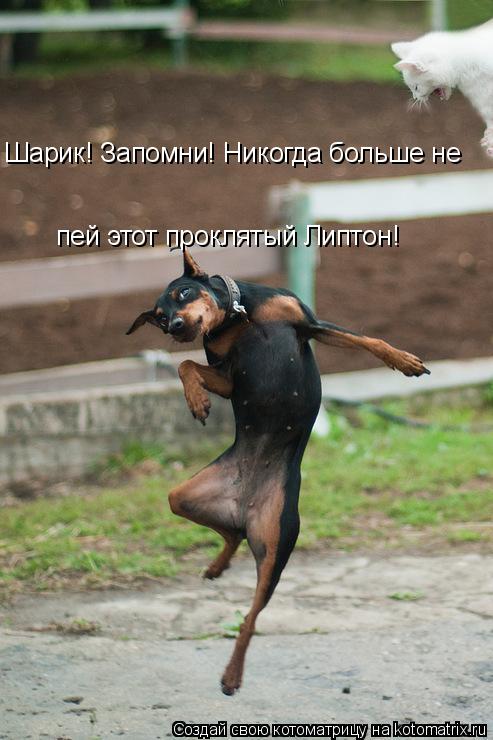 Шарик! Запомни! Никогда больше не пей этот проклятый Липтон!... Котоматрица: Шарик! Запомни! Никогда больше не пей этот проклятый Липтон!