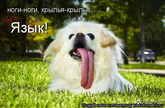 ноги-ноги, крылья-крылья... Язык!... Котоматрица: ноги-ноги, крылья-крылья... Язык!