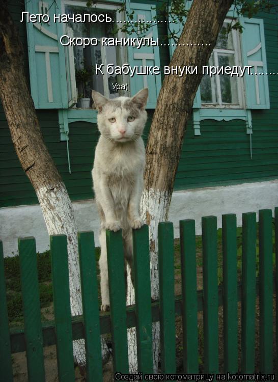 Лето началось................. Скоро каникулы.............. К бабушке внуки приедут..................... Котоматрица: Лето началось................. Скоро каникулы.............. К бабушке внуки приедут.................. Ура(