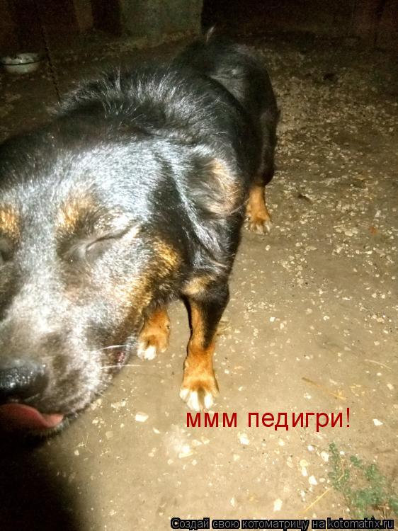 ммм педигри!... Котоматрица: ммм педигри!
