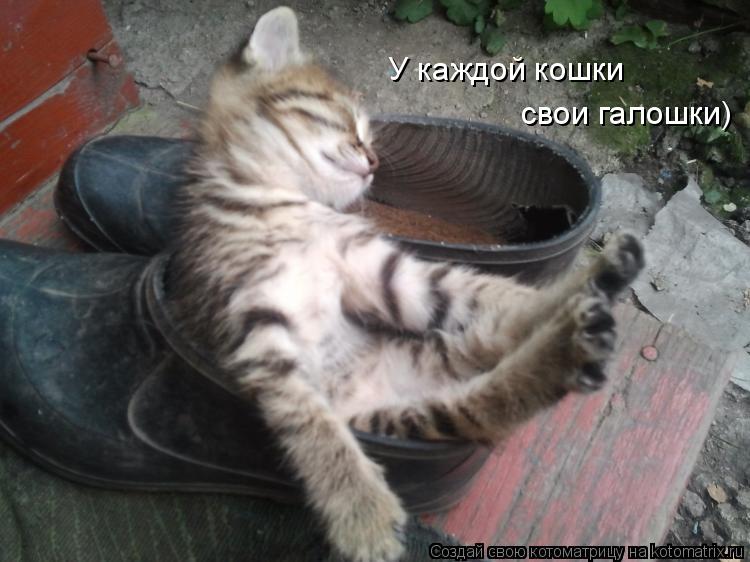 У каждой кошки свои галошки)... Котоматрица: У каждой кошки свои галошки)