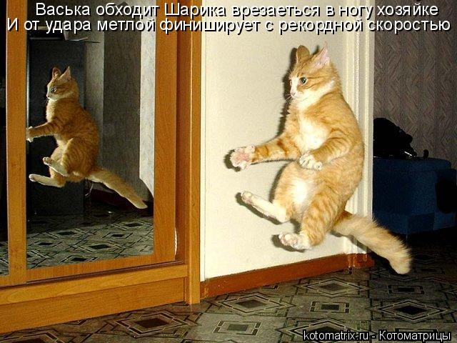 Васька обходит Шарика врезаеться в ногу хозяйке И от удара метлой финиширует с рекордной скоростью... Котоматрица: Васька обходит Шарика врезаеться в ногу хозяйке И от удара метлой финиширует с рекордной скоростью