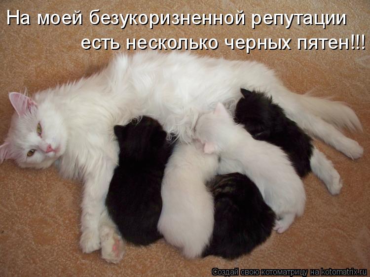 На моей безукоризненной репутации есть несколько черных пятен!!!... Котоматрица: На моей безукоризненной репутации есть несколько черных пятен!!!