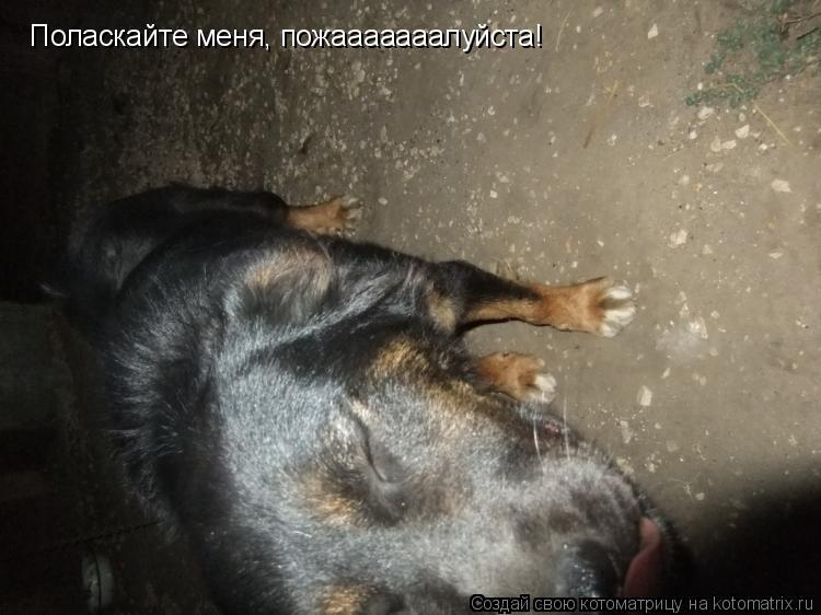 Поласкайте меня, пожааааааалуйста!... Котоматрица: Поласкайте меня, пожааааааалуйста!