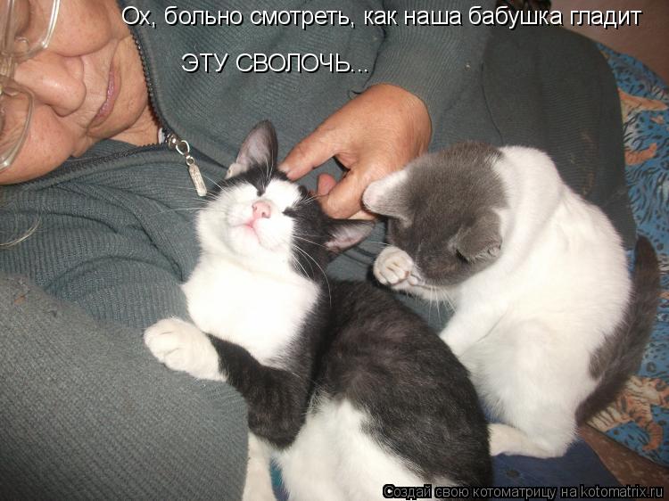 Ох, больно смотреть, как наша бабушка гладит ЭТУ СВОЛОЧЬ...... Котоматрица: Ох, больно смотреть, как наша бабушка гладит ЭТУ СВОЛОЧЬ...