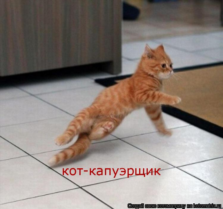 кот-капуэрщик... Котоматрица: кот-капуэрщик