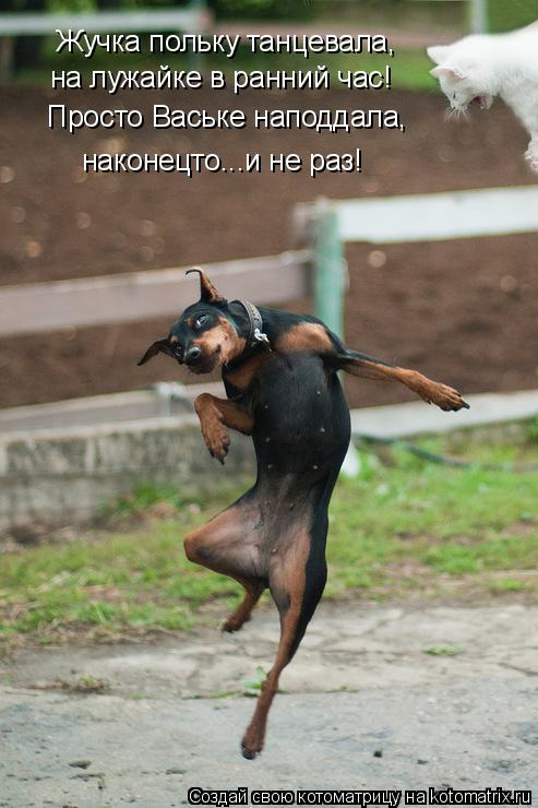 Жучка польку танцевала, на лужайке в ранний час! Просто Ваське наподдала, наконецто...и не раз!... Котоматрица: Жучка польку танцевала, на лужайке в ранний час! Просто Ваське наподдала, наконецто...и не раз!