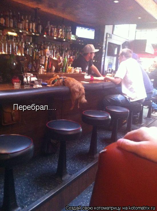 Перебрал....... Котоматрица: Перебрал....