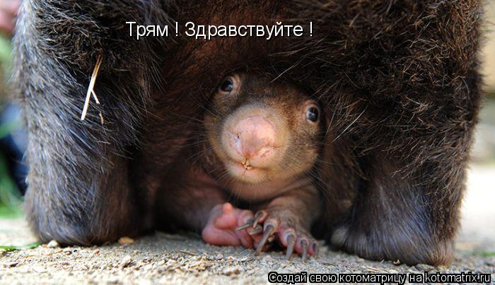 Трям ! Здравствуйте !... Котоматрица: Трям ! Здравствуйте !