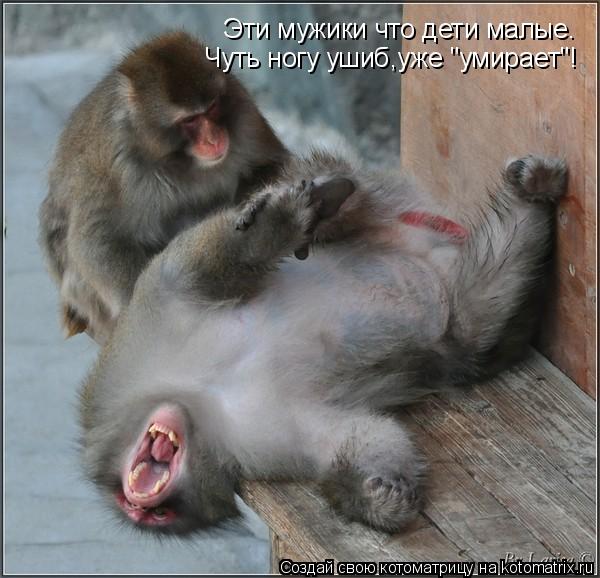 Эти мужики что дети малые. Чуть ногу ушиб,уже "умирает"!... Котоматрица: Эти мужики что дети малые. Чуть ногу ушиб,уже "умирает"!