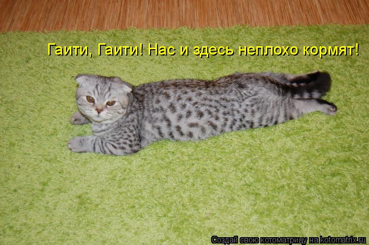 Гаити, Гаити! Нас и здесь неплохо кормят!... Котоматрица: Гаити, Гаити! Нас и здесь неплохо кормят!