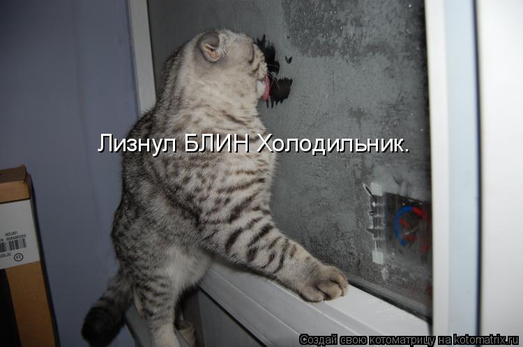 Лизнул БЛИН Холодильник.... Котоматрица: Лизнул БЛИН Холодильник.