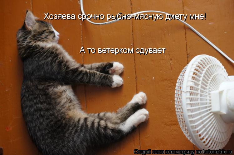 Хозяева срочно рыбно-мясную диету мне! А то ветерком сдувает... Котоматрица: Хозяева срочно рыбно-мясную диету мне! А то ветерком сдувает