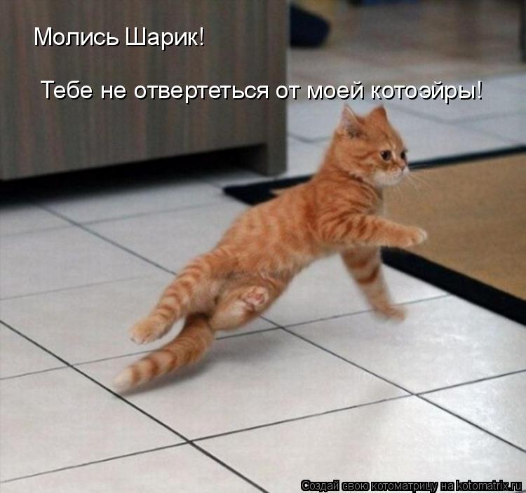 Молись Шарик! Тебе не отвертеться от моей котоэйры!... Котоматрица: Молись Шарик! Тебе не отвертеться от моей котоэйры!
