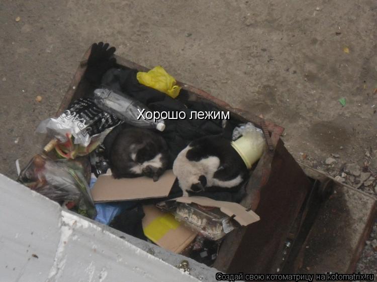 Хорошо лежим... Котоматрица: Хорошо лежим