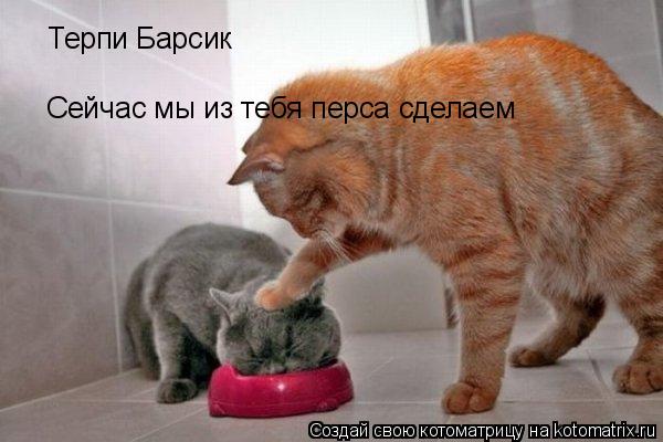 Терпи Барсик Сейчас мы из тебя перса сделаем... Котоматрица: Терпи Барсик Сейчас мы из тебя перса сделаем