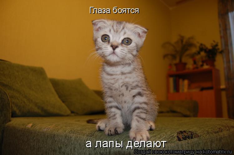 Глаза боятся а лапы делают... Котоматрица: Глаза боятся а лапы делают