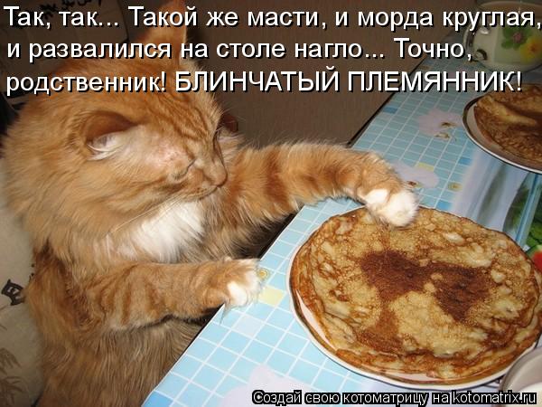 Так, так... Такой же масти, и морда круглая, и развалился на столе нагло... Точно, родственник! БЛИН... Котоматрица: Так, так... Такой же масти, и морда круглая, и развалился на столе нагло... Точно, родственник! БЛИНЧАТЫЙ ПЛЕМЯННИК!