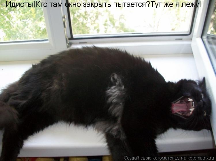 --Идиоты!Кто там окно закрыть пытается?Тут же я лежу!... Котоматрица: --Идиоты!Кто там окно закрыть пытается?Тут же я лежу!