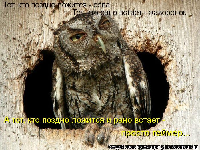 Тот, кто поздно ложится - сова. Тот, кто рано встает - жаворонок. А тот, кто поздно ложится и рано вс... Котоматрица: Тот, кто поздно ложится - сова. Тот, кто рано встает - жаворонок. А тот, кто поздно ложится и рано встает - просто геймер...