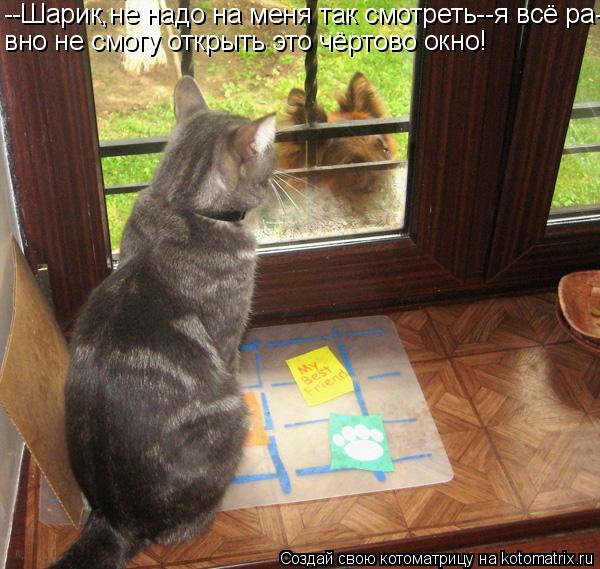 Котоматрица: --Шарик,не надо на меня так смотреть--я всё ра- вно не смогу открыть это чёртово окно!