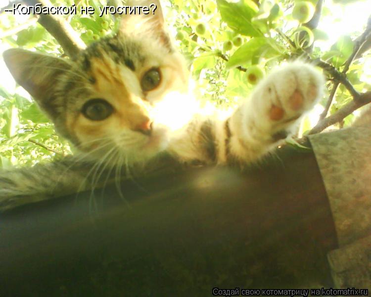 Котоматрица: --Колбаской не угостите?