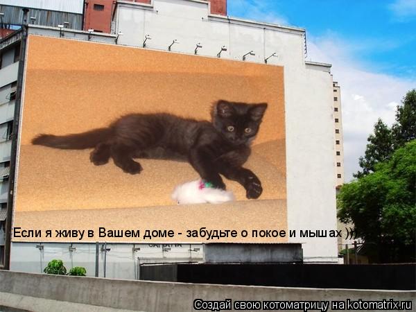 Если я живу в Вашем доме - забудьте о покое и мышах ))) Если я живу в Вашем доме - забудьте о покое и... Котоматрица: Если я живу в Вашем доме - забудьте о покое и мышах ))) Если я живу в Вашем доме - забудьте о покое и мышах )))