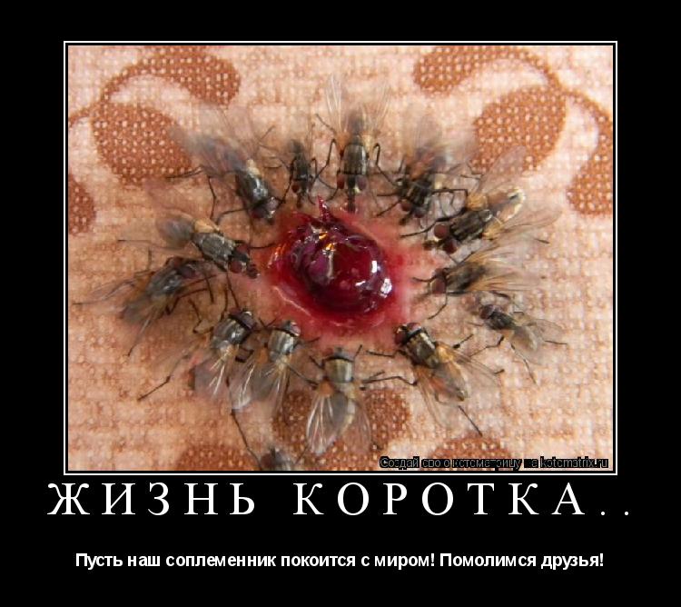 Жизнь коротка.. Пусть наш соплеменник покоится с миром! Помолимся друзья!... Котоматрица: Жизнь коротка.. Пусть наш соплеменник покоится с миром! Помолимся друзья!