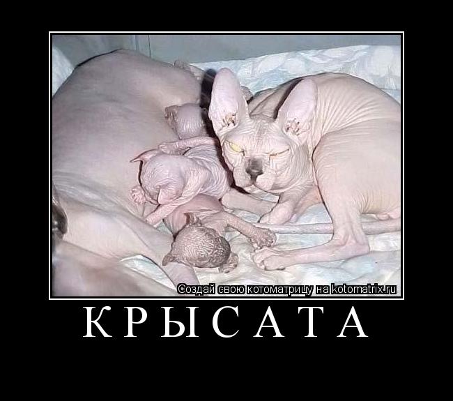 КРЫСАта ... Котоматрица: КРЫСАта