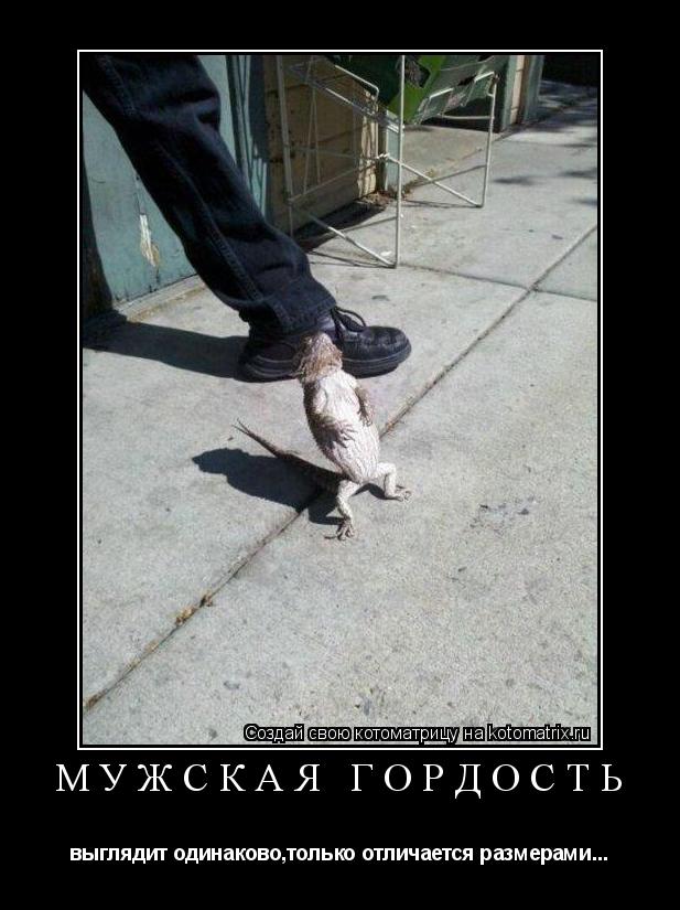 мужская гордость выглядит одинаково,только отличается размерами...... Котоматрица: мужская гордость выглядит одинаково,только отличается размерами...