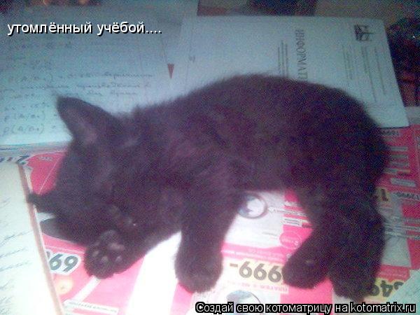 утомлённый учёбой....... Котоматрица: утомлённый учёбой....