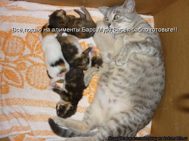 Всё,подаю на алименты:Барс,Мурз,Васёк-бабло готовьте!!... Котоматрица: Всё,подаю на алименты:Барс,Мурз,Васёк-бабло готовьте!!