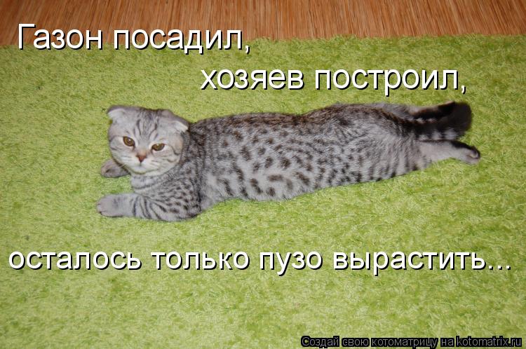 Газон посадил, хозяев построил, осталось только пузо вырастить...... Котоматрица: Газон посадил, хозяев построил, осталось только пузо вырастить...