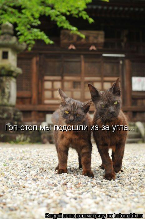 Гоп-стоп,мы подошли из-за угла...... Котоматрица: Гоп-стоп,мы подошли из-за угла...