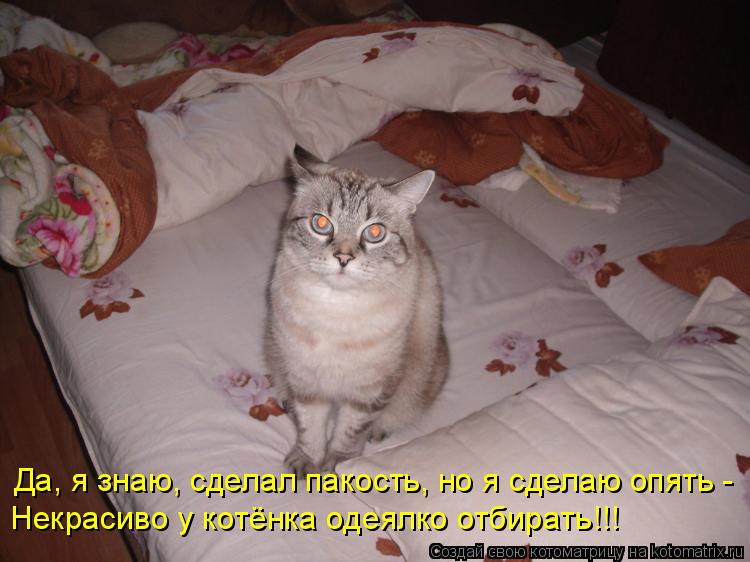 Да, я знаю, сделал пакость, но я сделаю опять - Некрасиво у котёнка одеялко отбирать!!!... Котоматрица: Да, я знаю, сделал пакость, но я сделаю опять - Некрасиво у котёнка одеялко отбирать!!!