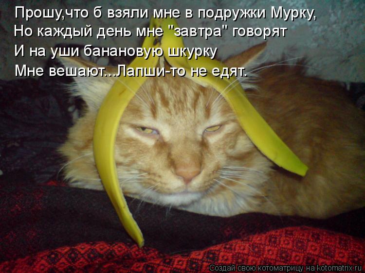 Прошу,что б взяли мне в подружки Мурку, Но каждый день мне "завтра" говорят И на уши банановую шкурку... Котоматрица: Прошу,что б взяли мне в подружки Мурку, Но каждый день мне "завтра" говорят И на уши банановую шкурку Мне вешают...Лапши-то не едят.